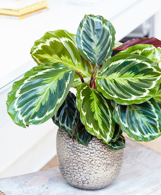 calathea at home