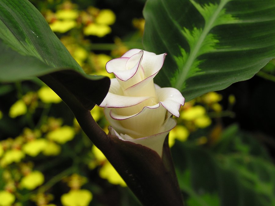 flowering calathea