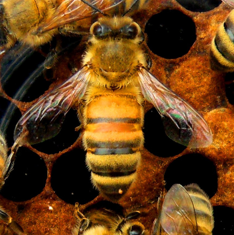Маточная пчела
