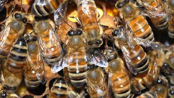 Скопление пчел