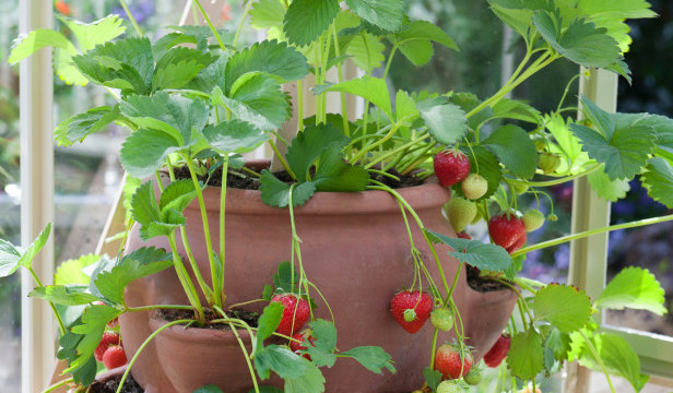 potted strawberries