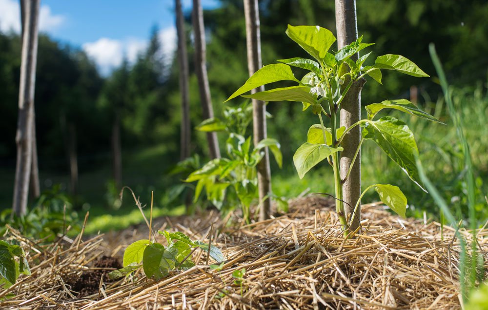 pepper care