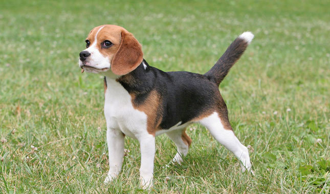 Beagle breed