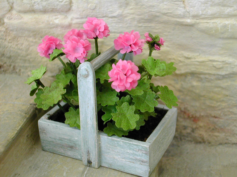 pink geranium