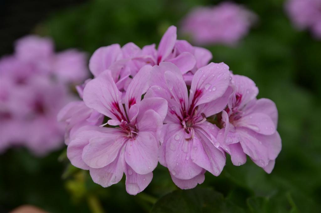 breeding geraniums