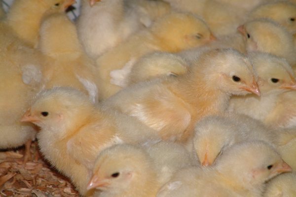 disease in chickens