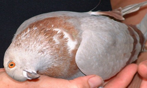 болезнь Ньюкасла у голубей