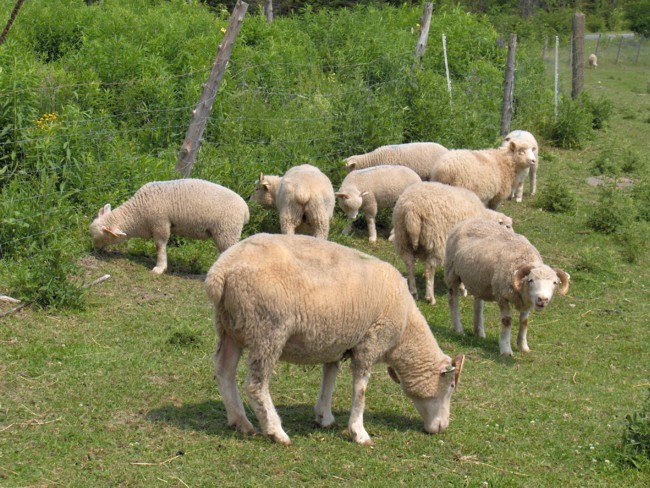овцы едят траву