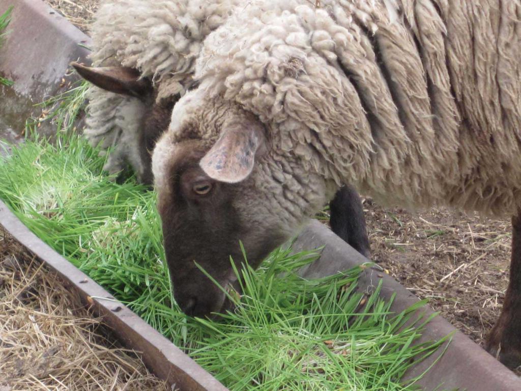 трава для овец