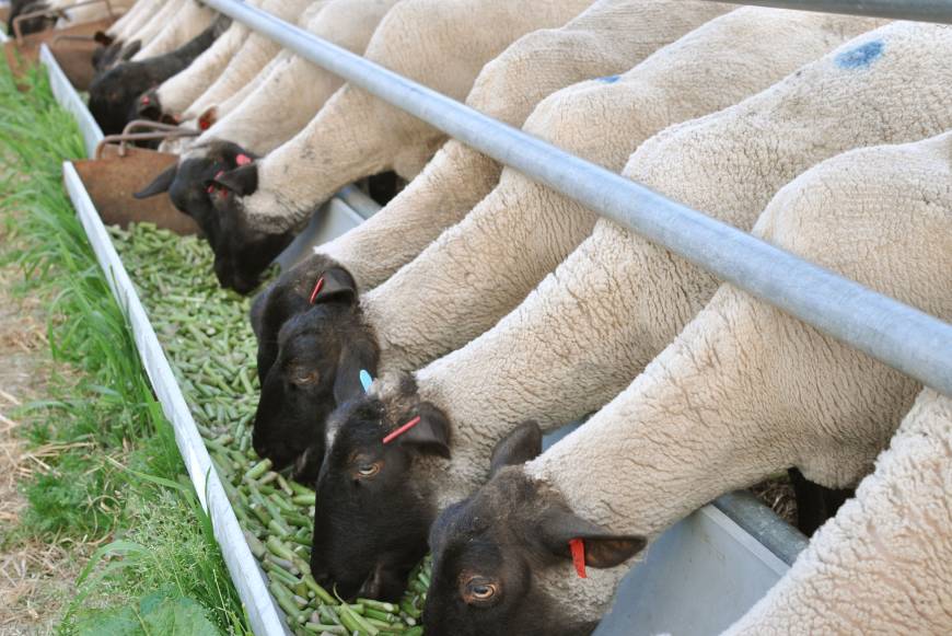 как выбрать корм для овец