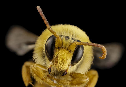 особенности башкирской пчелы