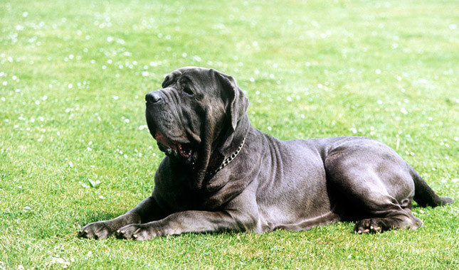 mastiff care