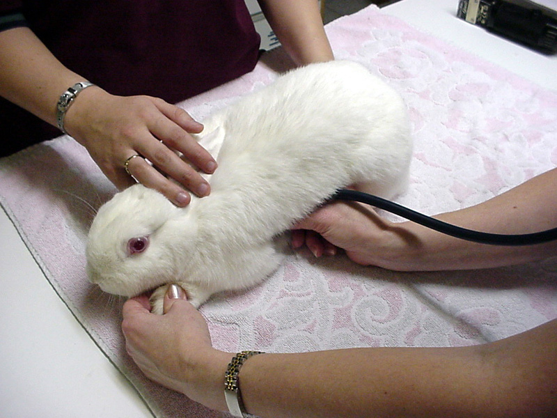 кролик у ветеринара