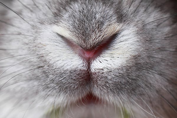нос кролика
