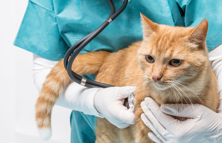 cat in the arms of a veterinarian