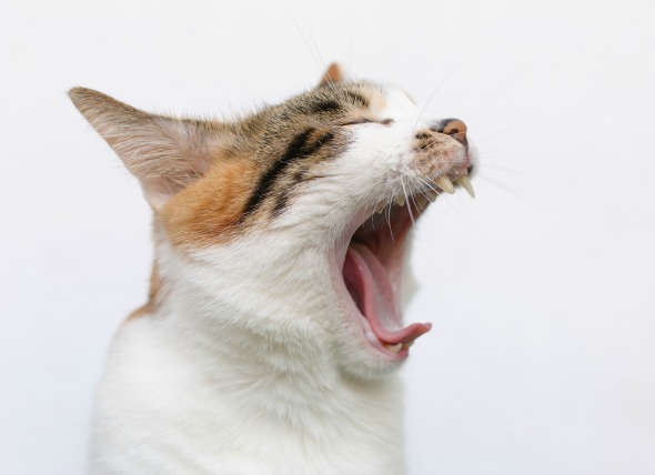 cat opens his mouth