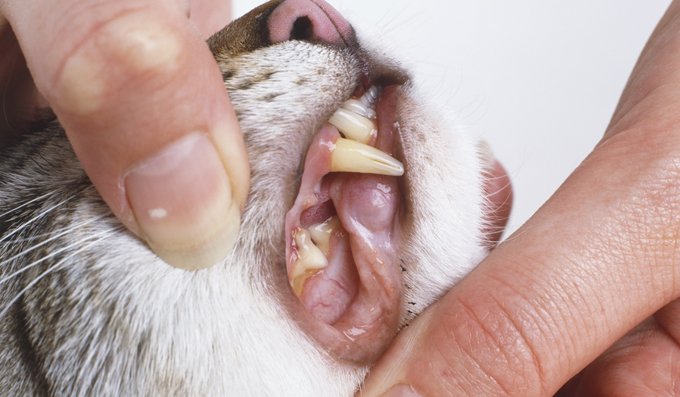 cat teeth