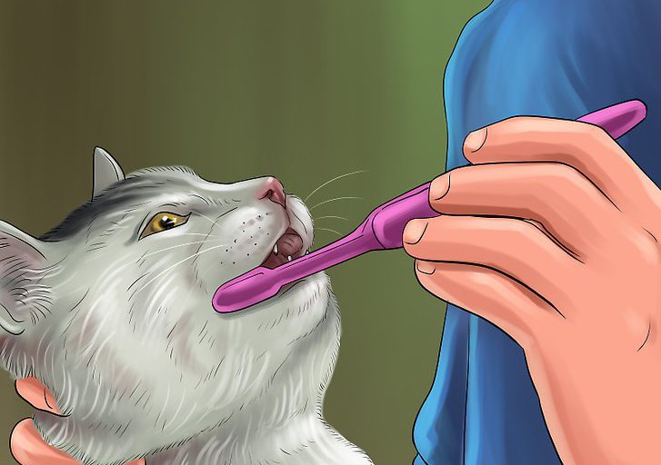 cat brush their teeth