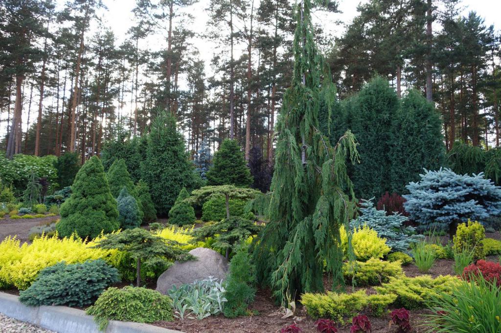 coniferous compositions