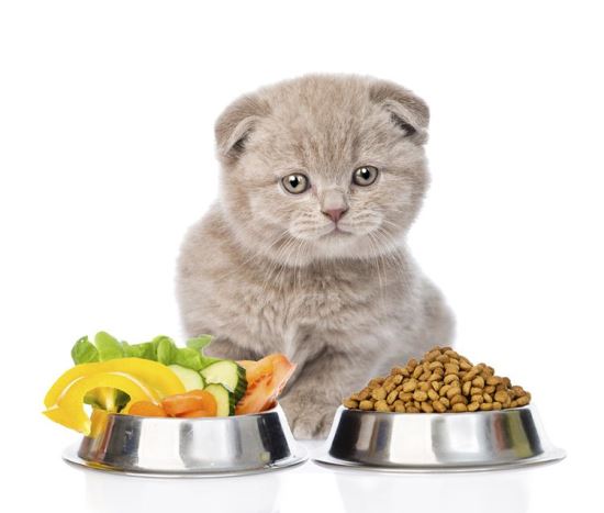 полезное питание для котенка