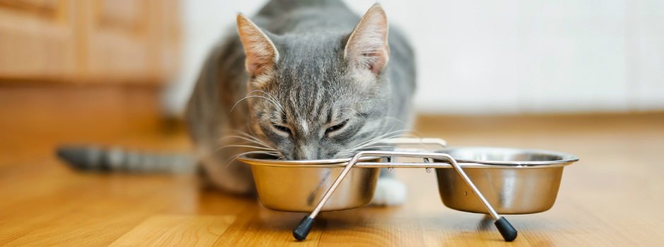 правильное питание для кота