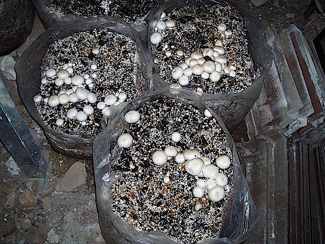 мешки для грибов