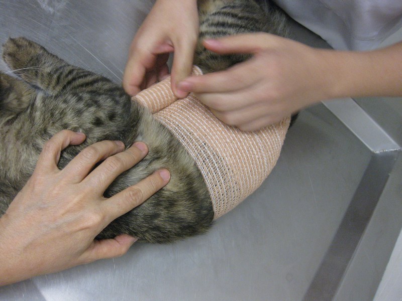 бандаж для кошки после стерилизации