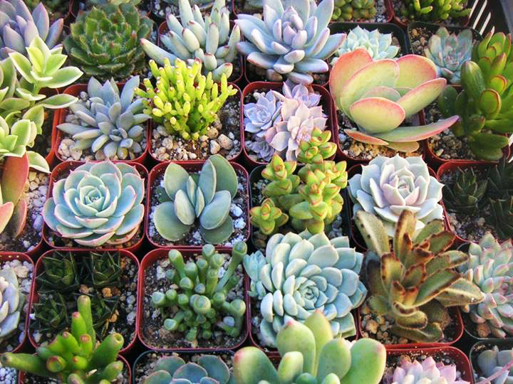 succulent mix how to care