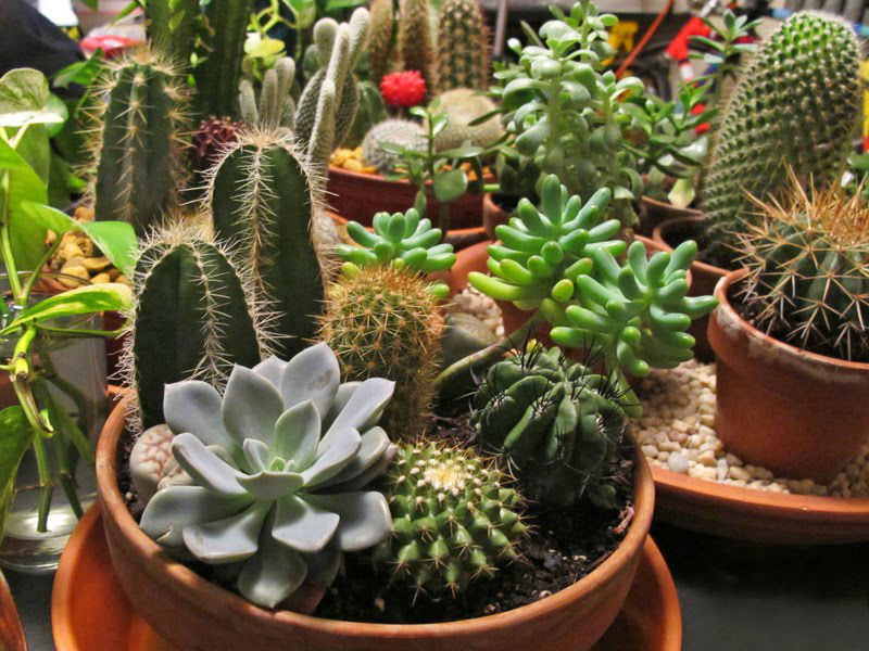 how to care for succulents