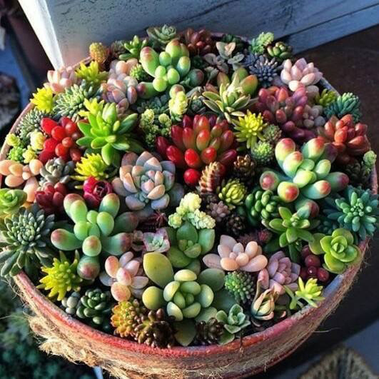 how to care for succulents florarium