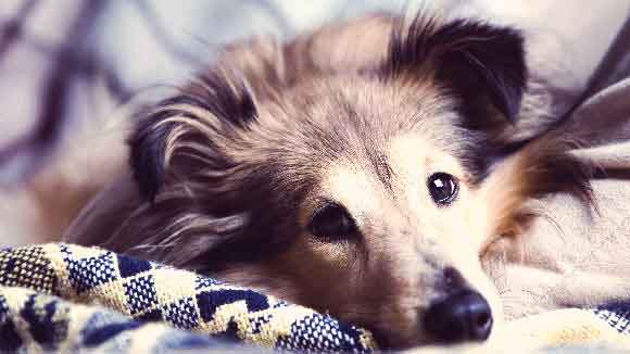 dog anemia symptoms and treatment