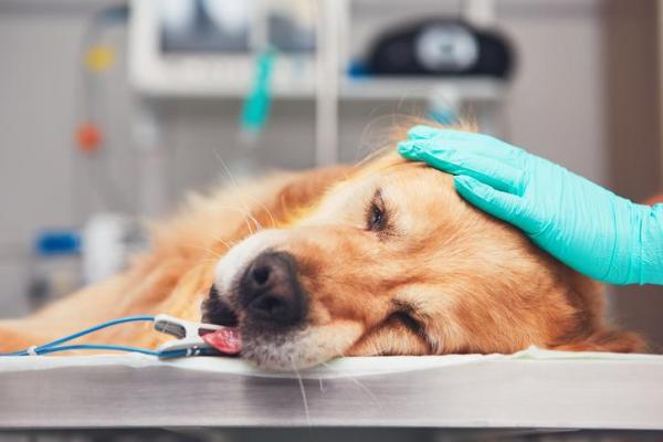 blood transfusion in dogs with anemia