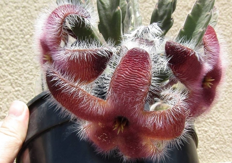 Stapelia grandiflora