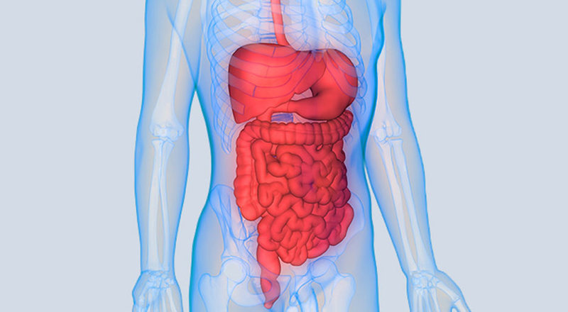 intestinal fermentation foods