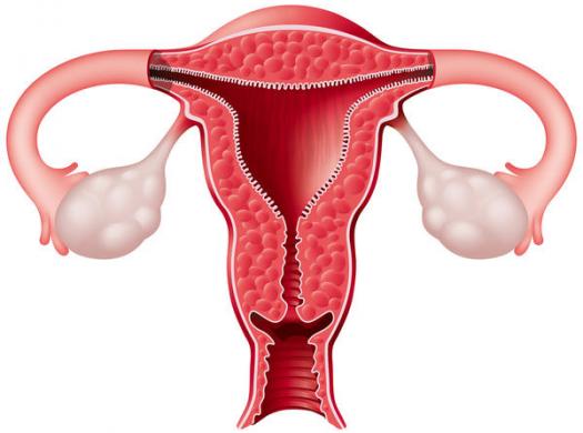 how fast does the endometrium grow
