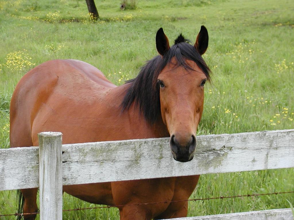 Karabakh horses breed history