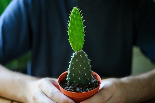 как рассадить кактусы в домашних условиях