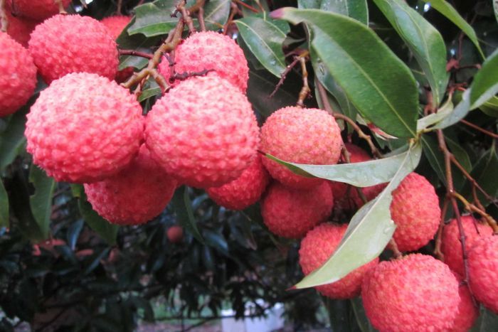 how lychee grows at home