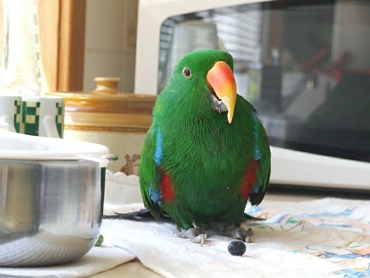 noble green-red parrot