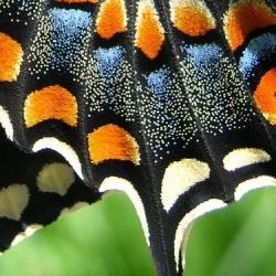 махаон бабочка