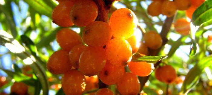 The benefits and harms of sea buckthorn for the body