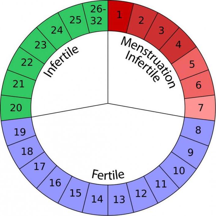 Как рассчитать дату зачатия ребенка