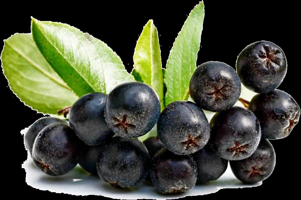 Полезные свойства плодов черноплодной рябины