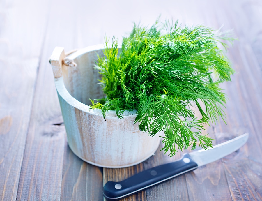 Useful properties of dill for the human body