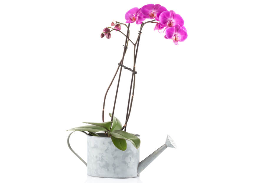 An orchid withered flower stalk what to do