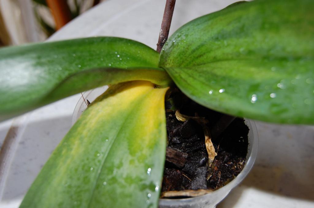 The orchid is dried, what to do if the roots are dried