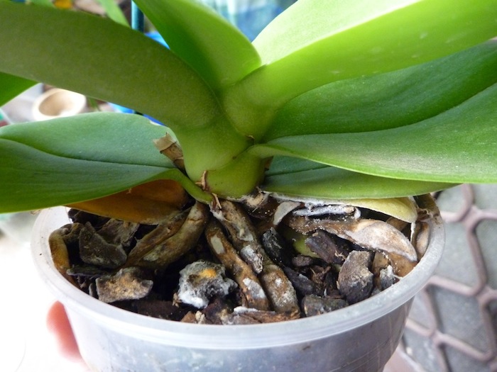 If the roots of the orchid are dried, what to do