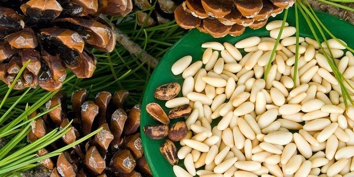 Кедровые орехи настойка на водке лечебные
