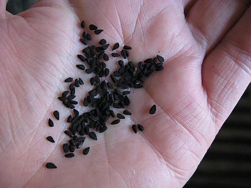 Семена черного тмина полезные свойства отзывы