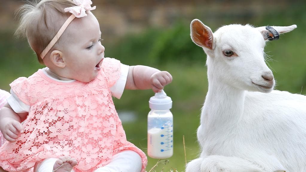 можно ли давать месячному ребенку козье молоко